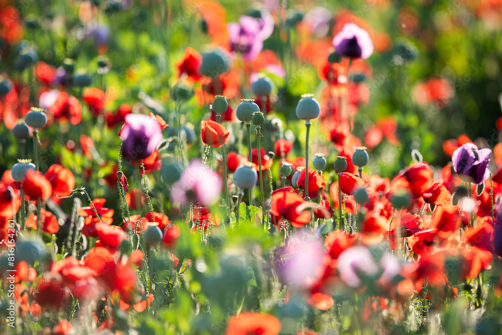 Wall mural red and purple flower field.