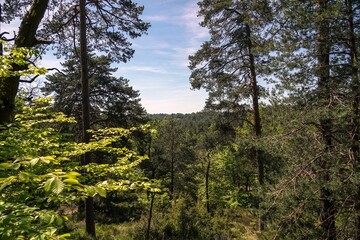 Vue sur les hauteurs de la forêt de Fontainebleau, avec effet de lumière chaude