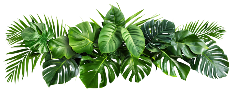 Lush green tropical plants bush (monstera, palm, rubber plant, pine and fern), cut out