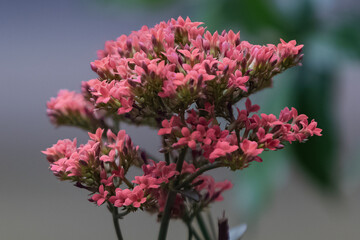 Fototapeta premium Kalanchoe blossfeldiana red flower in the garden. It is commonly kown by flaming Katy, Christmas kalanchoe, florist kalanchoe and Madagascar widow's-thrill