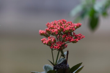 Kalanchoe blossfeldiana red flower in the garden. It is commonly kown by flaming Katy, Christmas kalanchoe, florist kalanchoe and Madagascar widow's-thrill