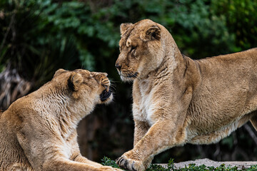 photographs of lions and lionesses, resting freely