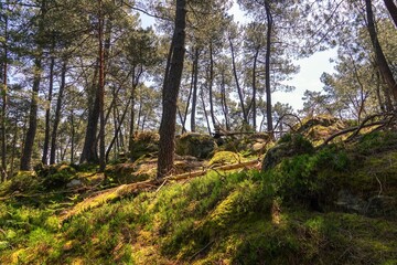 Vue sur une pente de la forêt de Fontainebleau, avec effet de lumière chaude et tons vifs