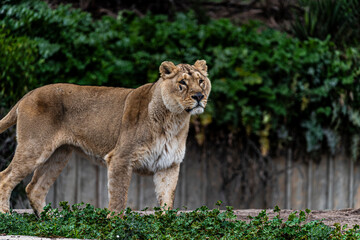 photographs of lions and lionesses, resting freely
