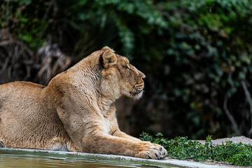 photographs of lions and lionesses, resting freely