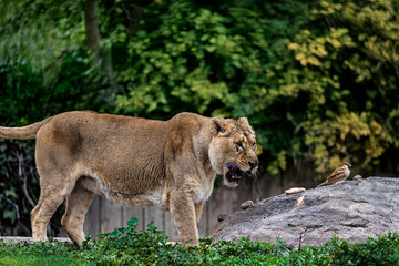 photographs of lions and lionesses, resting freely
