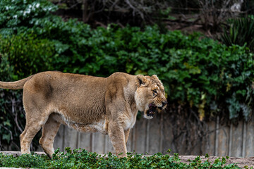photographs of lions and lionesses, resting freely