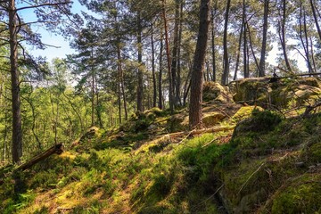 Vue sur une pente de la forêt de Fontainebleau, avec effet de lumière chaude et tons vifs