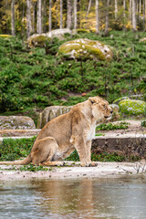 photographs of lions and lionesses, resting freely