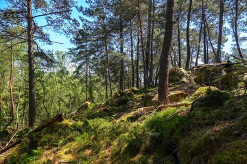 Vue sur une pente de la forêt de Fontainebleau, avec tons vifs