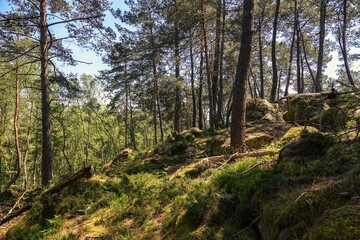 Vue sur une pente de la forêt de Fontainebleau, avec effet de lumière chaude