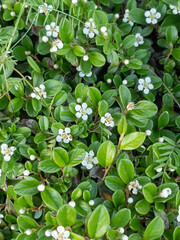 close up of a green bush
