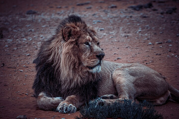 black and white photographs of lions and lionesses resting