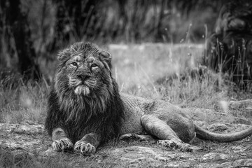 black and white photographs of lions and lionesses resting