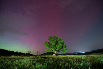 lonely tree