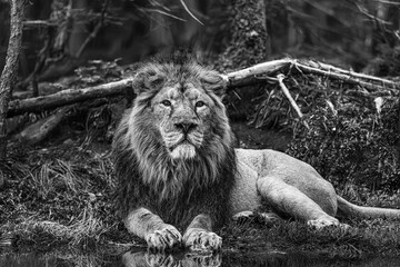 black and white photographs of lions and lionesses resting