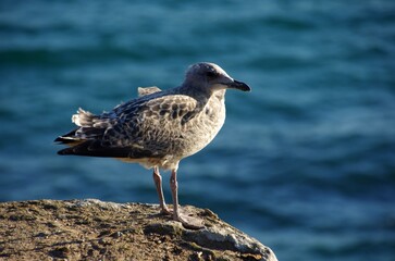 Sea bird in St Malo in Brittany in France, Europe