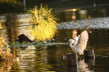 heron in the water