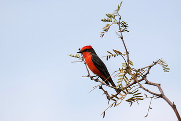 Vermilion flycatcher - Arizona