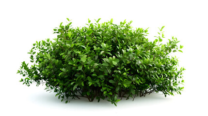 Obraz premium scandent shrub isolated on white : Generative AI
