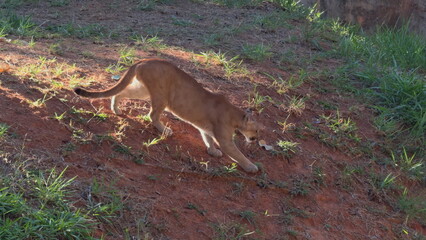 Graceful Puma Descending Slope in Slow Motion Outdoors