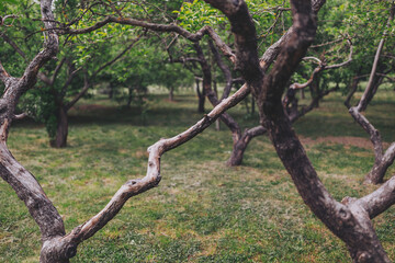 apple orchard in spring.  orchard in spring time. Scenic image of trees in dramatic garden. Beauty of earth