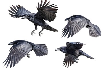 Four different views of a black bird flying in the air