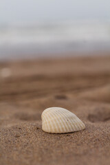 Concha de mar