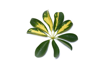 Green Leaves on White Background: Nature's Contrast