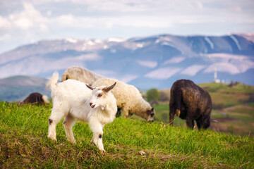 white baby goat on the grassy hill. countryside scenery of ukraine in carpathian mountans. sunny evening in spring. animals in rural landscape with snow capped ridge blurred in the background