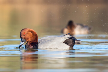 bellezza della natura vicino Roma, beautiful nature near Rome