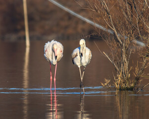 bellezza della natura vicino Roma, beautiful nature near Rome