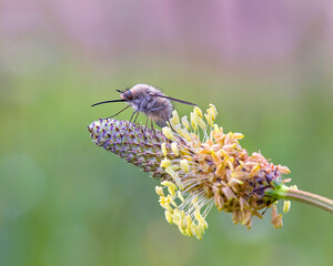 bellezza della natura vicino Roma, beautiful nature near Rome