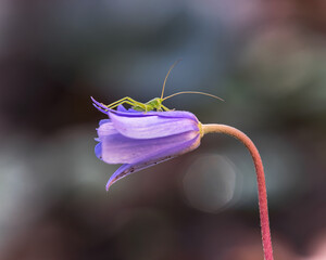 bellezza della natura vicino Roma, beautiful nature near Rome