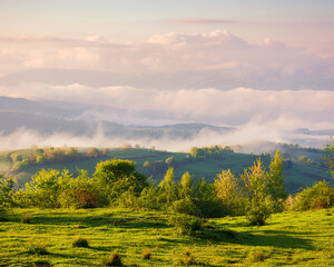 gorgeous foggy morning in carpathian mountains. beautiful rural landscape of perechin district of transcarpathia, ukraine in summer. trees on grassy meadows and distant forested hill in fog