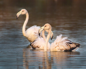 bellezza della natura vicino Roma, beautiful nature near Rome
