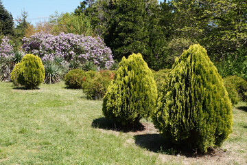 Thuja Aurea Nana in landscape design