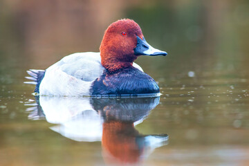 bellezza della natura vicino Roma, beautiful nature near Rome