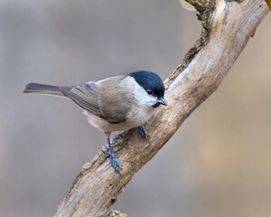 bellezza della natura vicino Roma, beautiful nature near Rome