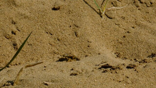 Sand Wasp digging a burrow, hole in the sand and preparation for egg laying	