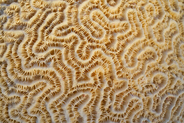 Macro structure of patterns of fossilized coral Aruba