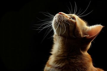 Beautiful orange tabby cat with long whiskers looks up with a curious gaze, isolated on a black background