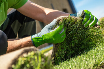 Man Laying Grass on Lawn and performing turf Examination