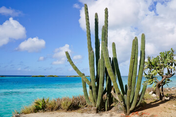 Organ-pipe cactus tree in Pos Chiquito Beach Park Aruba