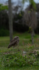 Coruja Buraqueira Animal Pássaro Paisagem Natural Ilha Natureza Florianópolis Praia Mar Verde Montanhas Trilha Vegetação Costão Pôr Sol Biodiversidade Atlântica Turismo Ecoturismo Fauna Flora Beleza