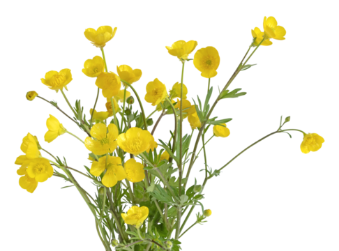 Fleurs de boutons d'or	