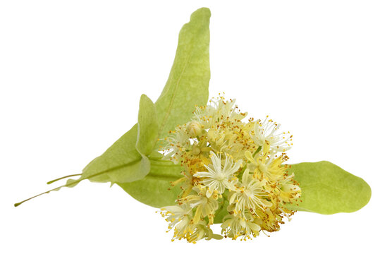 Fleurs de tilleul