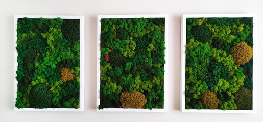 eco-design concept in the interior, three panels of preserved decorative forest moss on a white wall