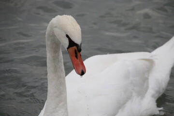 Fototapeta premium Höckerschwan