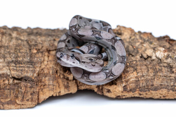 Anerythristic Carbon Boa Constrictor Camouflaged on Tree Bark
